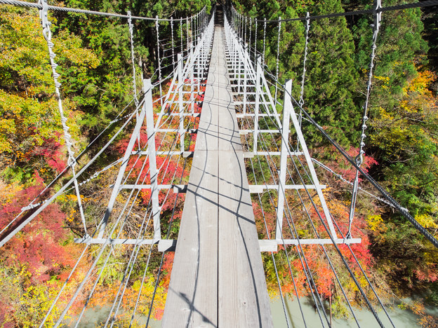 写真: 井川夢の吊橋