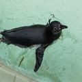 写真: フンボルトペンギン