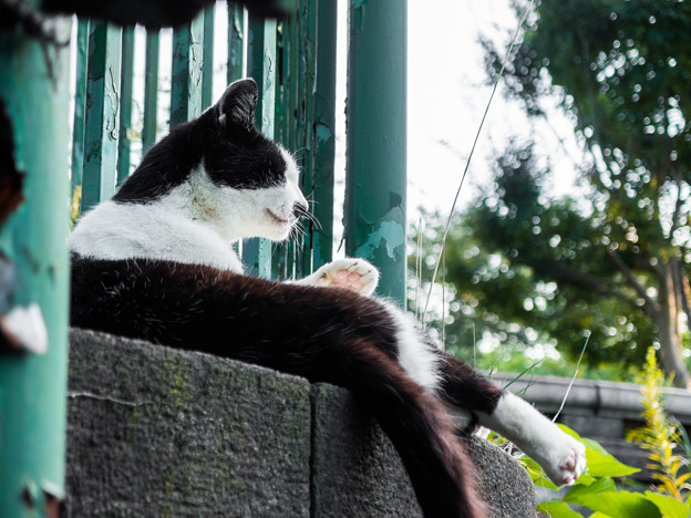 写真: 野毛山公園の猫