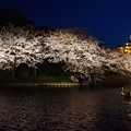 写真: 観桜の夕べ