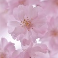 写真: 八重紅枝垂桜