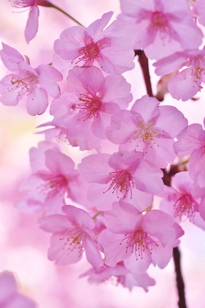 写真: 鎌倉の河津桜