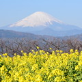 写真: 菜の花と富士山
