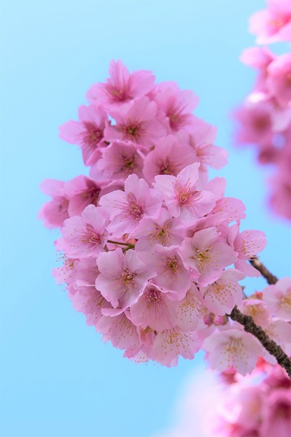 写真: 熱海桜