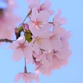 写真: 玉縄桜