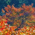 写真: 秋の彩り