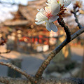 写真: 国定記念物---不断桜･･3