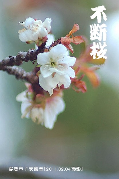 写真: 国定記念物---不断桜･･1