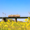 写真: 遠賀川河川敷 菜の花