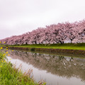 写真: 流川の桜並木