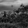 写真: 鷺の棲む木