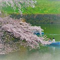 写真: 千鳥ヶ淵の桜