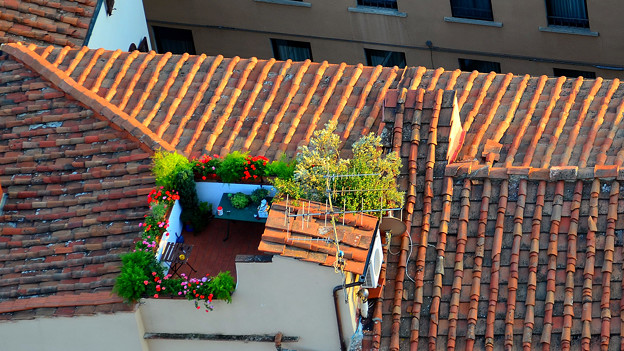 写真: 屋上のオアシス