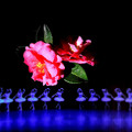写真: 山茶花の舞
