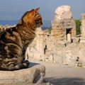 写真: 史跡の猫