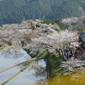 写真: 1337 三多気の桜
