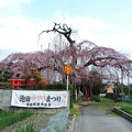 写真: 1350 雲上の桜