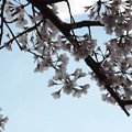 写真: 1356 桜は青空が似合う