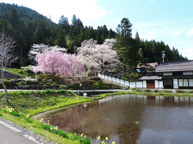 写真: 1358 宮谷の桜