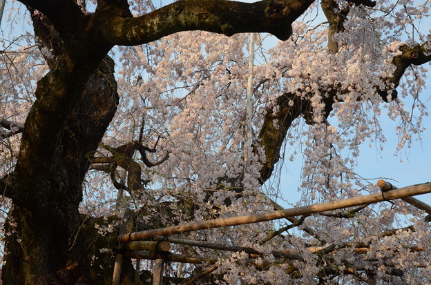 写真: 1378 雲上の桜