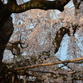 写真: 1378 雲上の桜