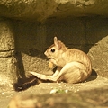 写真: トビウサギ