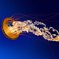 写真: Jellyfish