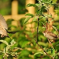 写真: 飛んでる雀たち