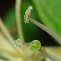 Photos: 金銀花の雌蕊と雄蕊（隣の写真の等倍トリミング）