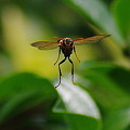 Photos: アシナガバチが飛んでるときの表情