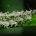 Photos: カメムシの幼虫らしい？