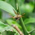 Photos: ハチの空中撮影