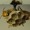 写真: アシナガバチの巣作りはなかなか捗らない