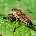 写真: シオヤアブに襲われたスズメバチ