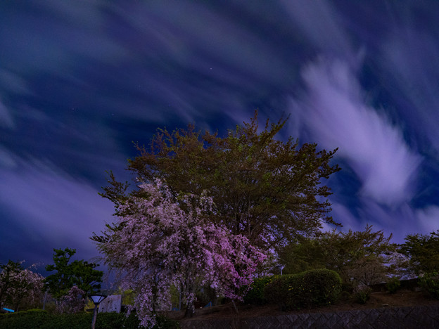 写真: 夜の桜に誘われて