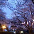 2007年桜の写真