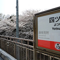 写真: ２０１２桜＠丸ノ内線・四ツ谷駅ホーム(1)