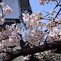 写真: 2012　桜(3)