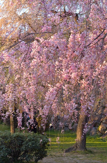 写真: 舞鶴公園　桜