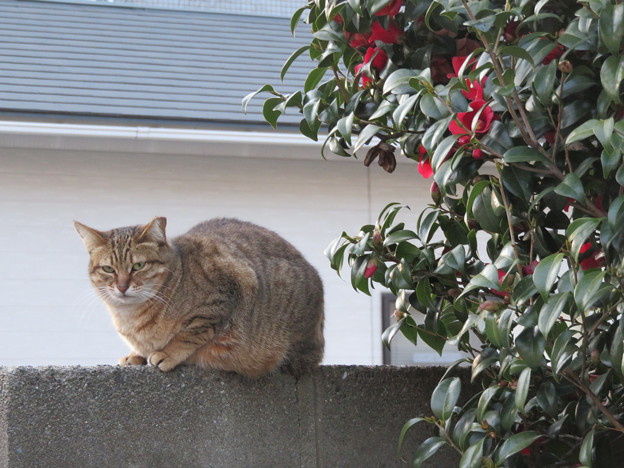 写真: 猫 と 椿