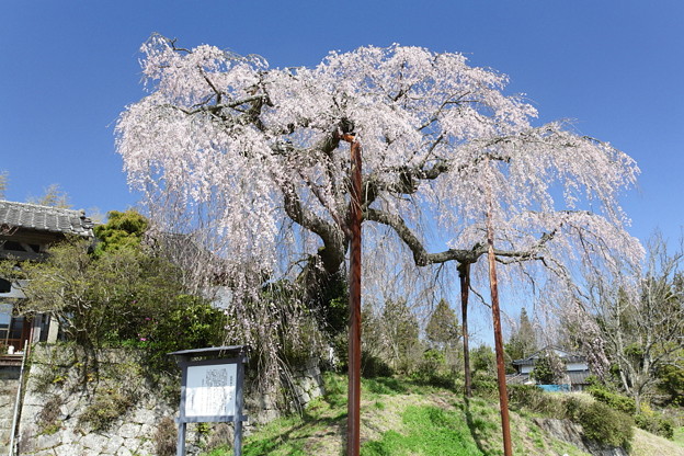 写真: 光円寺のしだれ桜