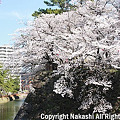 写真: 小倉城の桜01