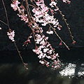 写真: 小倉城の桜02