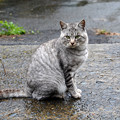 写真: 田代島のシマ猫２