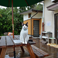 田代島島のえきの猫２