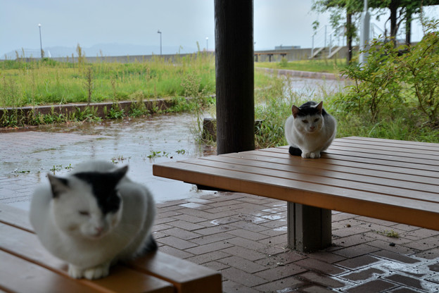 写真: 田代島公園の猫２