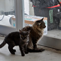写真: 田代島待合所の猫２