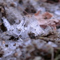 写真: 土壌凍結・落ち葉はパリパリ