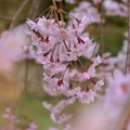 写真: 垂れ桜咲く