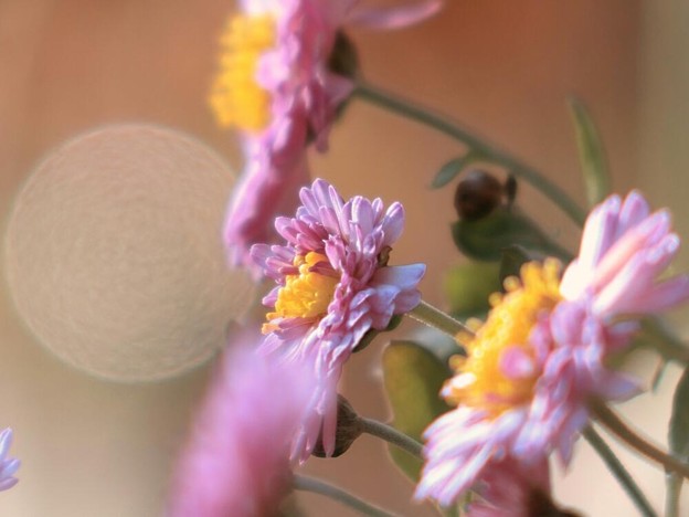 写真: ピンクの小菊と12月のスパームーン